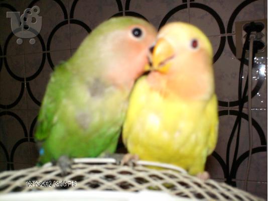 PoulaTo: πωλουνται παπαγαλοι lovebird